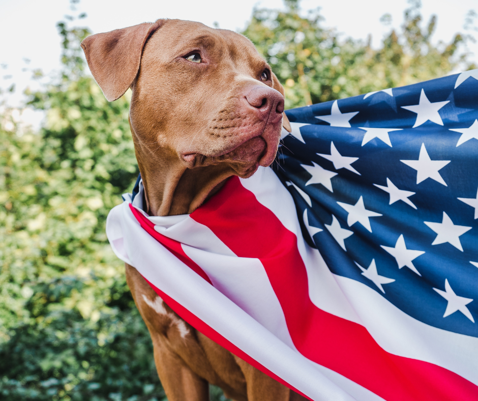 Keeping Calm on the Fourth: Helping Your Pets with Noise Aversion