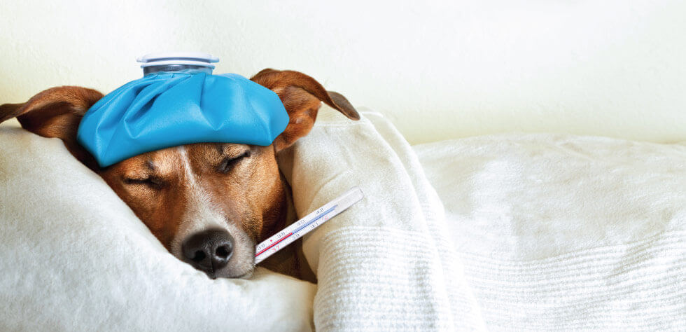 Can Your Pet Get the Flu? What You Need to Know About CIV
