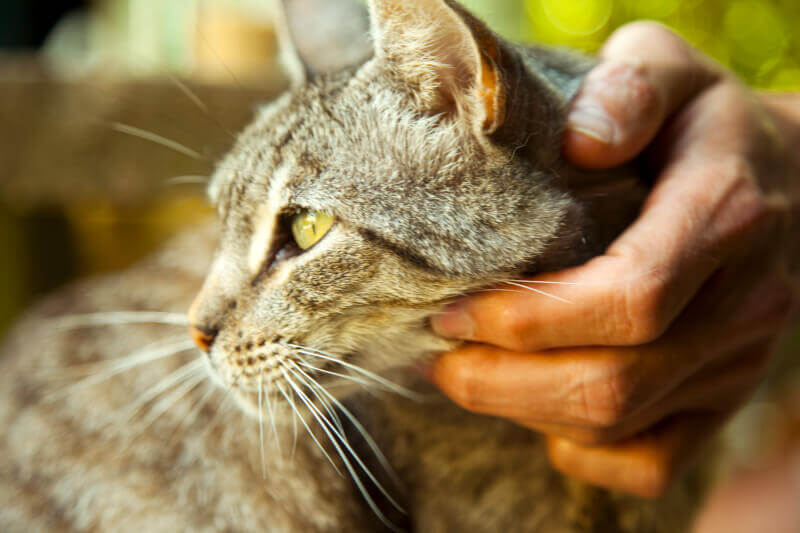 Four Fixes for Feline Behavior Issues