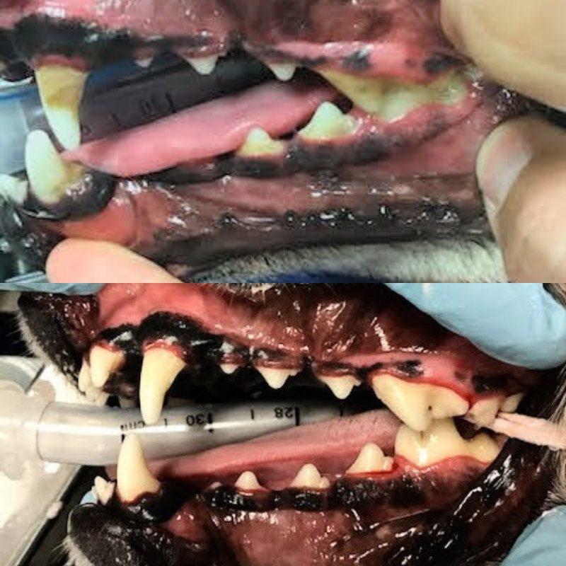 Canine Dental