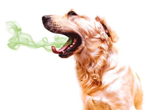 Bad Pet Breath? 10 Important Things You Need To Know...