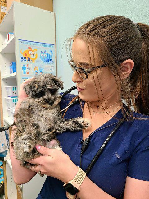 lots of Puppy love at Summer Creek animal clinic